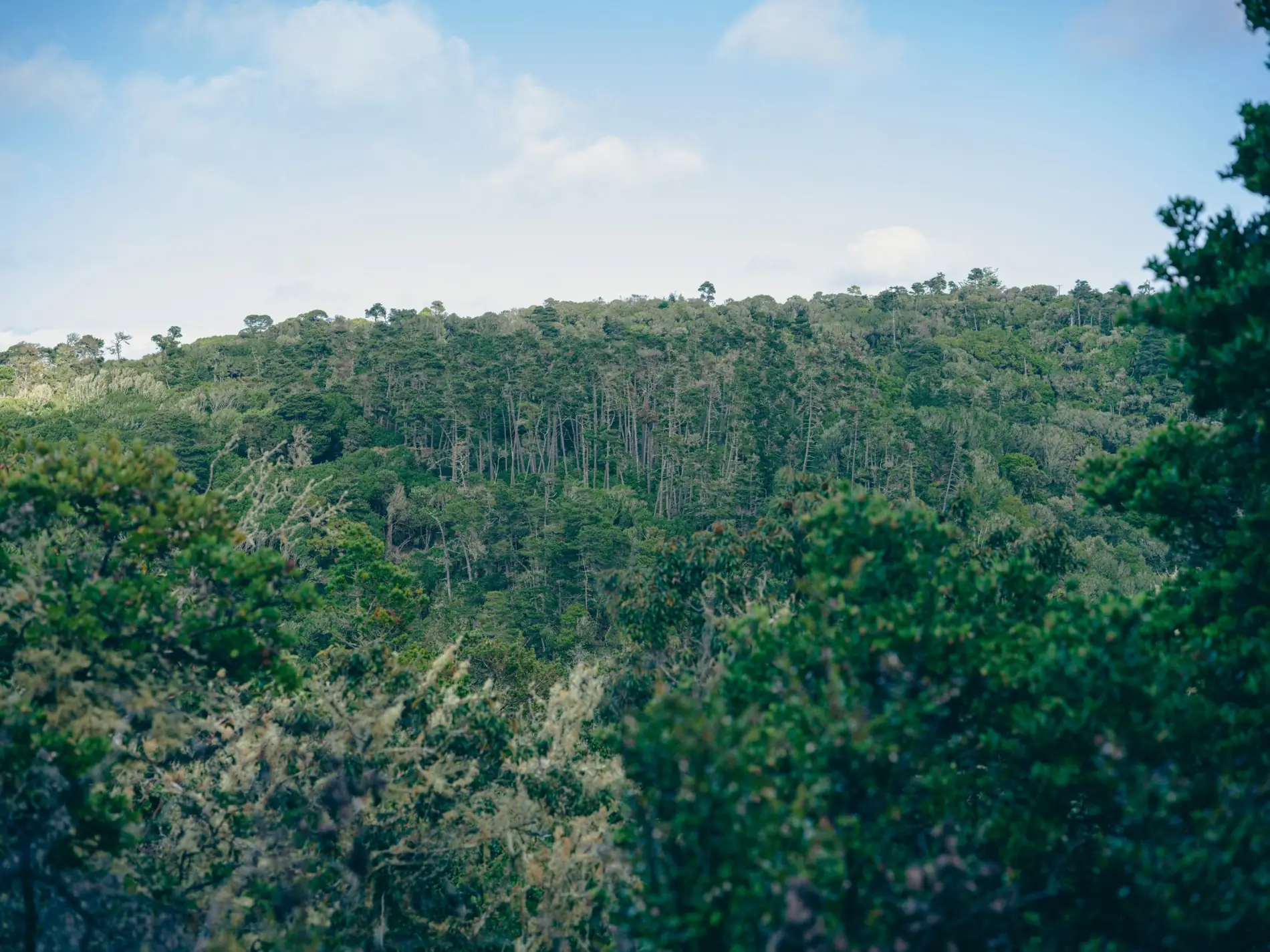 Coastal forest